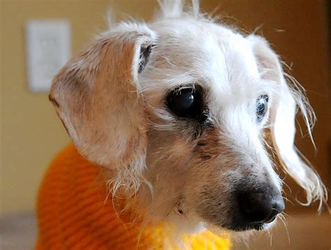 chanel dachshund|World's oldest dog dies at New York home aged 21.